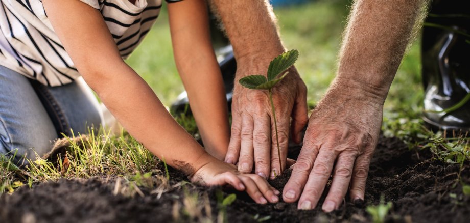 Hands of senior man with granddaughter gardening outside